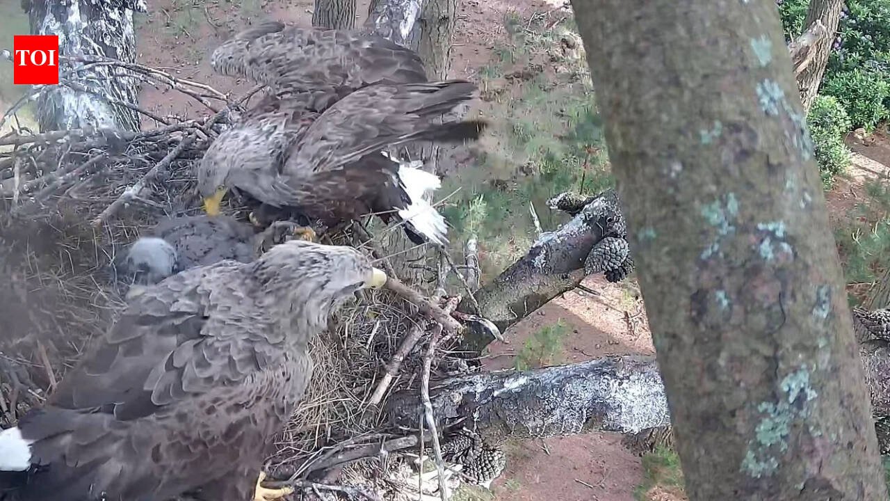 England released its first 6 white tailed eagles in 2019 after