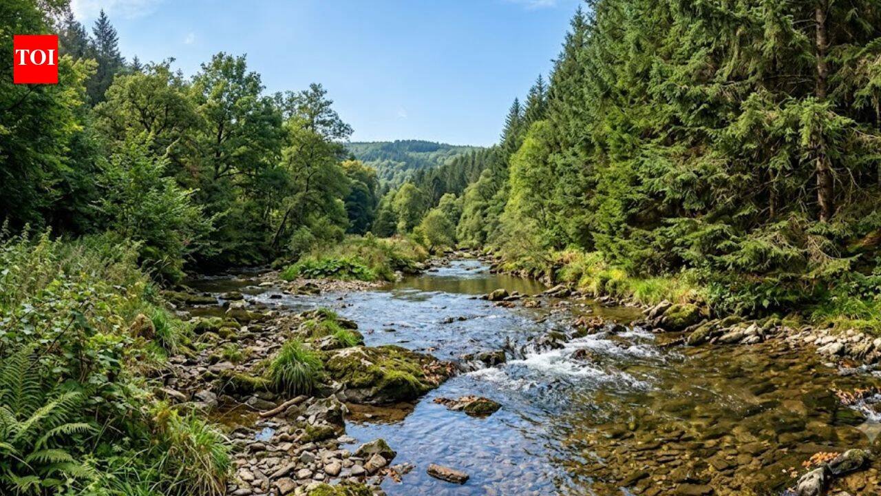 France planted Douglas fir forests scientists later found streams draining the