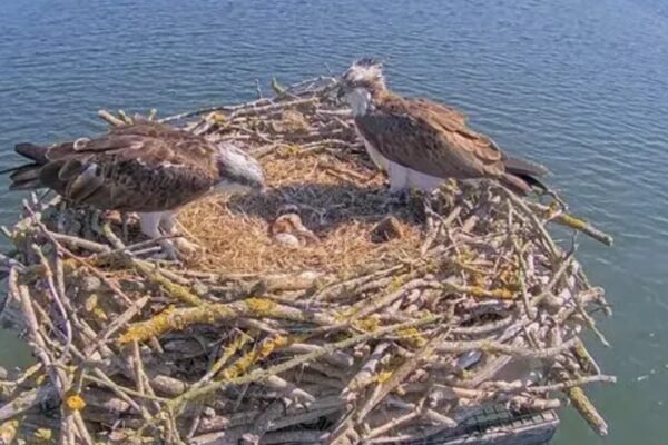 In 1996 England began moving Scottish osprey chicks to Rutland