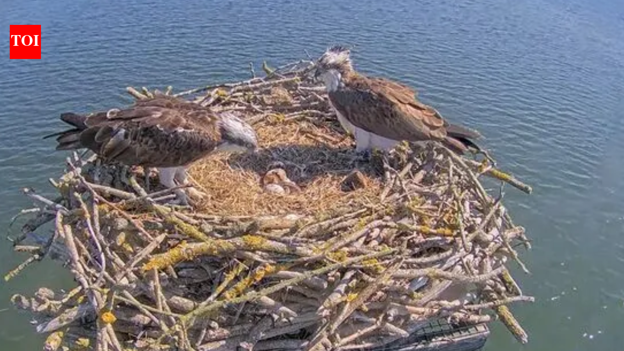 In 1996 England began moving Scottish osprey chicks to Rutland