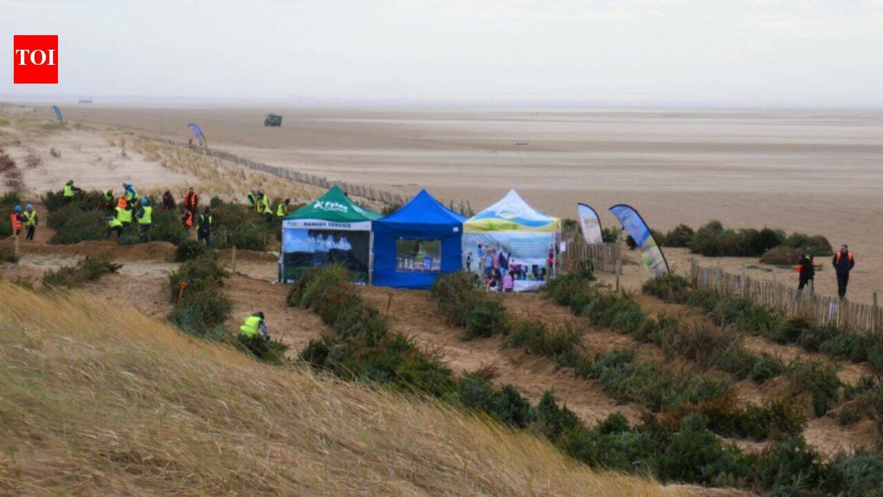 In 2013 a UK beach began planting discarded Christmas trees