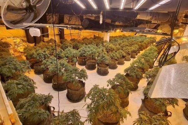 Thames Valley Police uncover 13 million cannabis factory inside abandoned