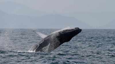 a humpback whale breaches off the coast of rio de janeiro brazil