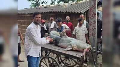 a large unusual fish caught in the floodwaters of the gandak basin being examined by locals at valmikinagar in west champaran