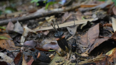 devil flower with no leaves no branches