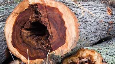 elm disease