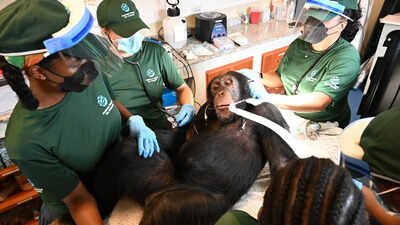 liberia chimapanzees sanctuary