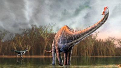 north america loses its monopoly on dinosaur fossils fourteen tail vertebrae just turned up in spain and experts have identified them as diplodocus
