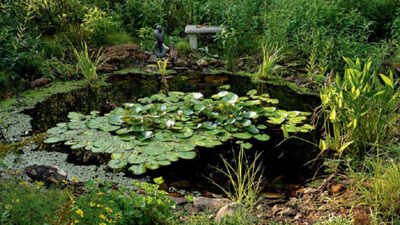 the transformation demonstrates how even relatively small habitat projects can make a difference when they provide food water shelter and appropriate native vegetation