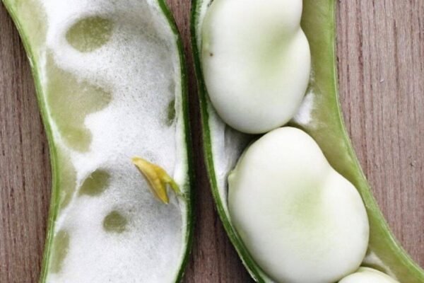 A Somerset family has grown the same broad bean since