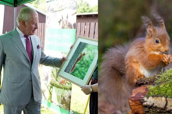 King Charles visited a project testing contraceptives on grey squirrels