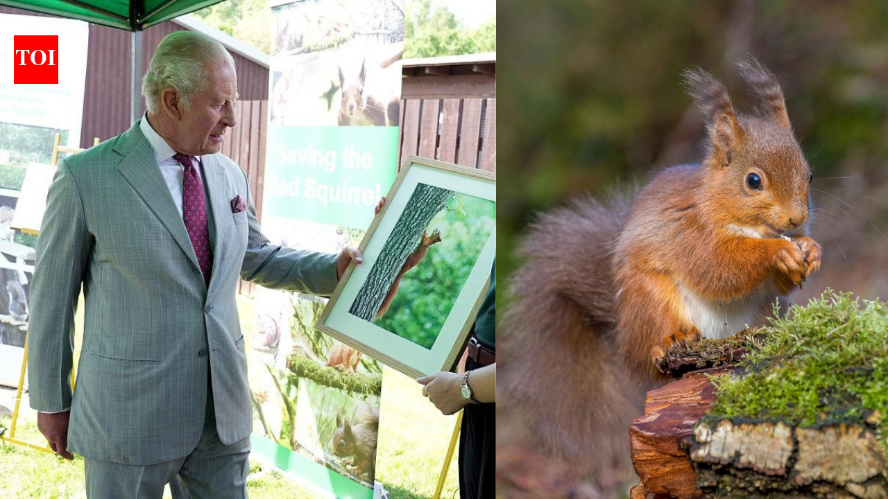 King Charles visited a project testing contraceptives on grey squirrels