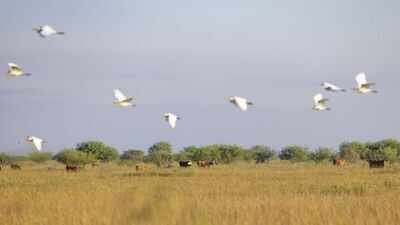 oconnor ranching legacy began in 1834 6409 acres of texas prairie protected 191 years later